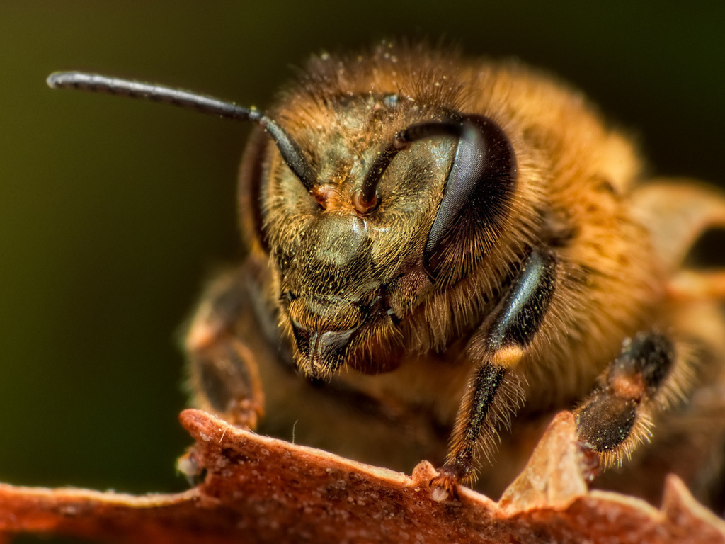Пчелка красавица