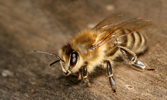 Пчелка-целительница